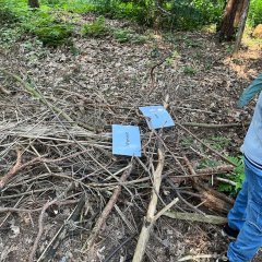 The children examine the components of a tree