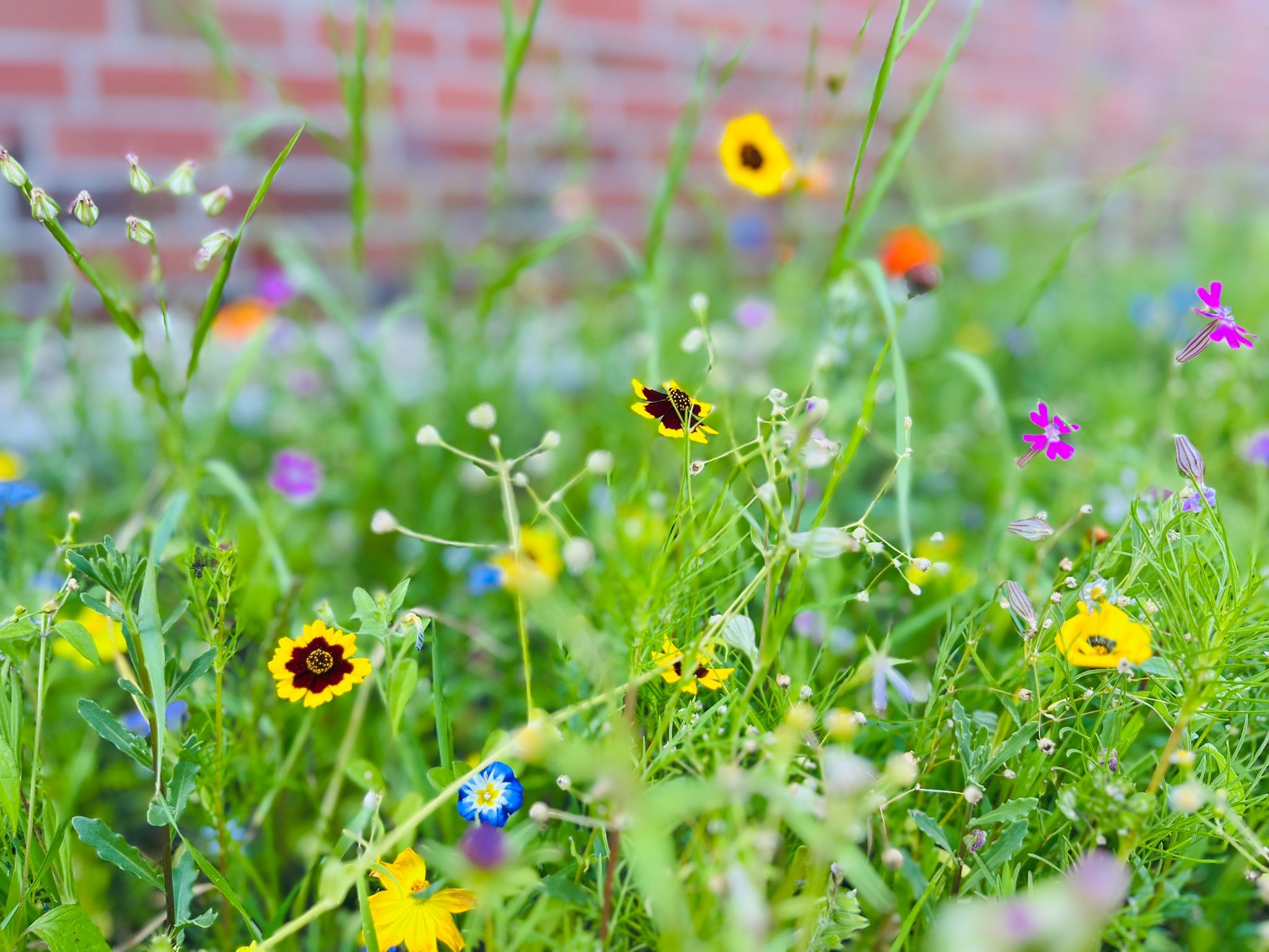Flower strips school