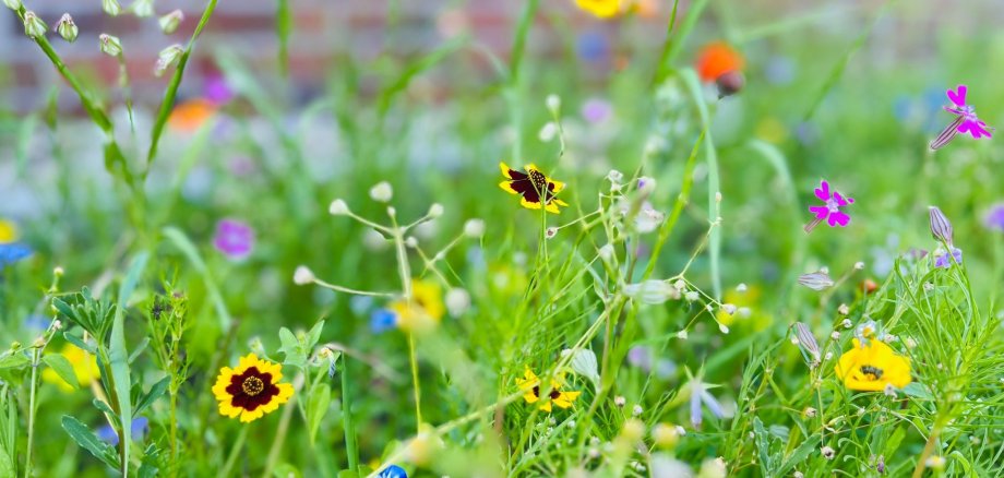 Flower strips school