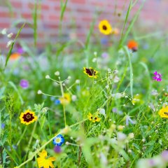 Flower strips school