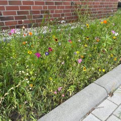 Flower strips school