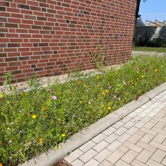 Flower strips school