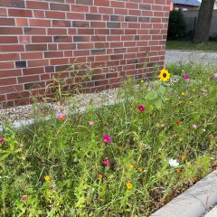 Flower strips school