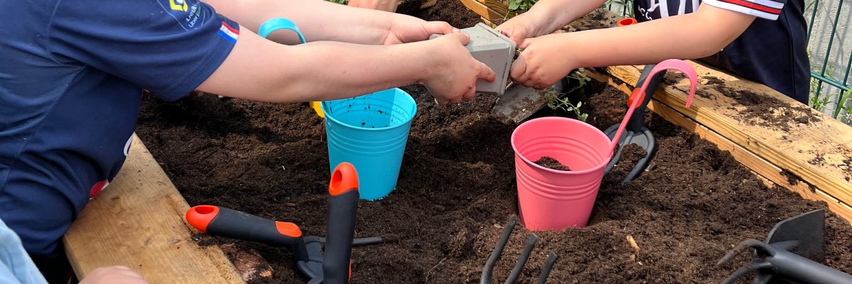 Taman sekolah Anak-anak menanam tanaman di kebun sekolah.