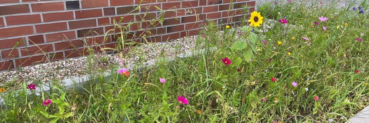 Blomsterstriper skole Blomsterstriper skole